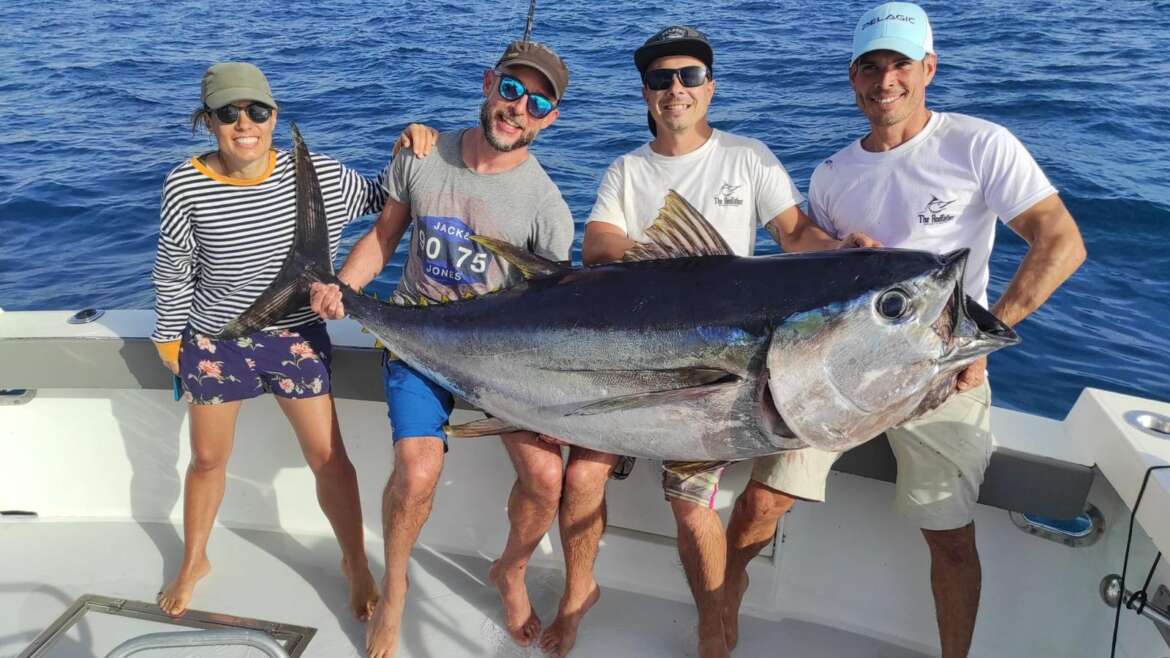 Bigeye Tuna – (Thunnus obesus)